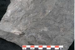 Foto (Detailansicht) von Noeggerathia palmaeformis Goeppert (NHMW-GEO-2024-0188-10733)